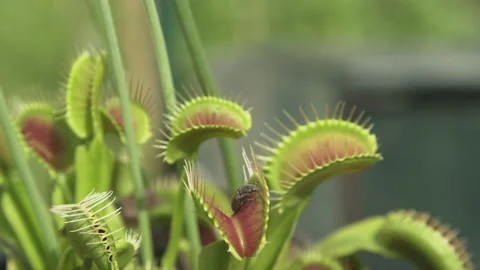 CLOSE UP, DOF: Trap leaf of a carnivorous plant closes in on a small insect. Stock Footage 159720504