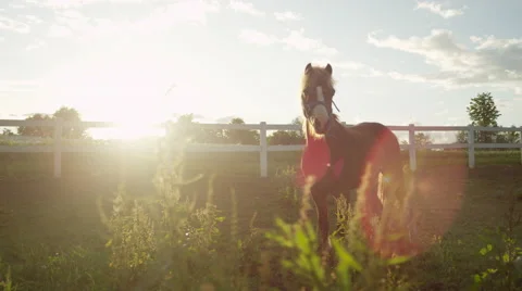 CLOSE UP, DOF: Two adorable ponies standing on meadow field on horse ranch Stock Footage