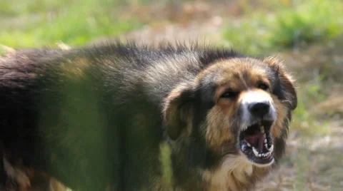 Close up dog barking Stock Footage 37742872