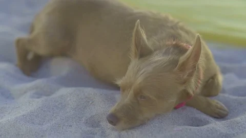 Close Up Dog on Beach Video stock 95418417