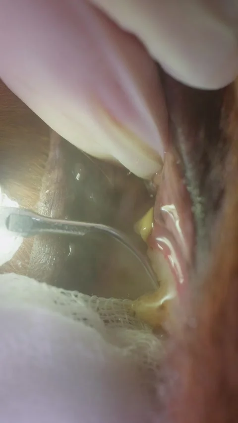 A close-up of a dog being brushed under anesthesia using a scaler to remove Stock Footage 341703660