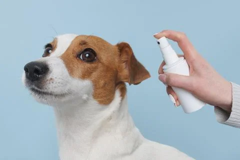 Close up of a dog being sprayed with a white spray bottle Stock Photos