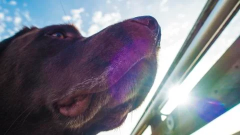 Close up Dog on Boardwalk Stock Photos