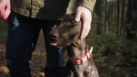 Close-up dog breed shorthaired pointer sitting beside its master in the forest Video stock 140934754