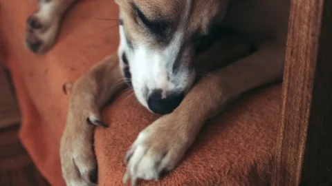 Close Up Dog Chewing Bone 스톡 동영상 87063031