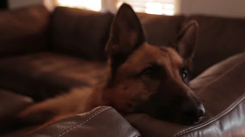 Close Up of Dog on Couch Vídeos de archivo 27125014