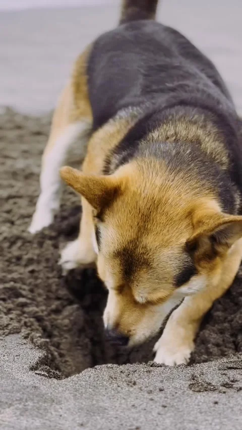 Close-Up of Dog Digging in Sand. Stock Footage 328350765