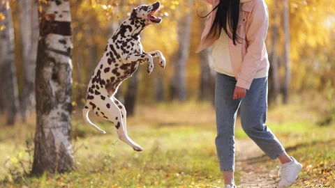 Close up dog does tricks, jumps in slow motion. Beautiful attractive girl with a Stock Footage 278313978