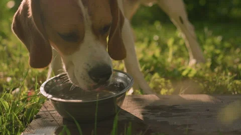 Close Up of Dog Drinking Water from Metal Bowl on Wood in Grassy Field Vídeos de archivo 291885372