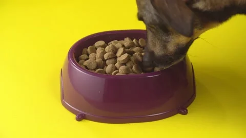 Close-up dog eats dry food from bowl Stock Footage 132749690