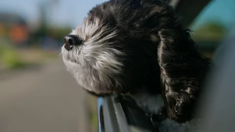 Close up of Dog Enjoying the wind Stock Footage 183553553