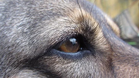Close Up Of Dog Eye Stock Footage 101731761