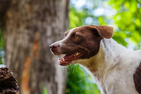 Close up dog eye Photos