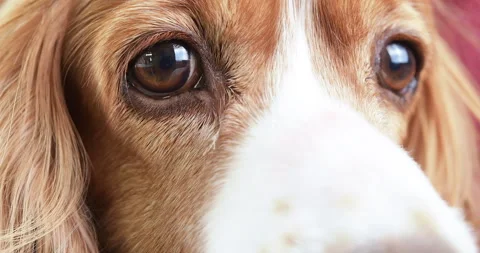 Close-up of a dog eye, studio shot Video stock 255886445