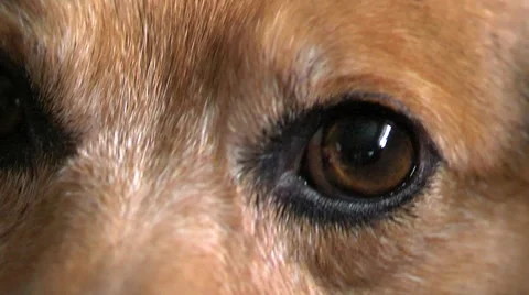 Close Up Dog Eyes Stock Footage 45519403