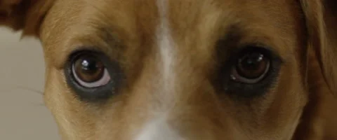 Close-up of dog eyes Stock Footage 68493965