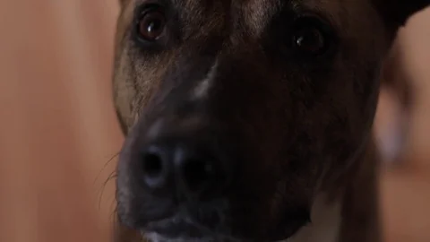 Close up dog face, curious. 動画素材 71310349