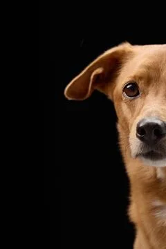 Close-up dog face in dramatic black background Stock Photos