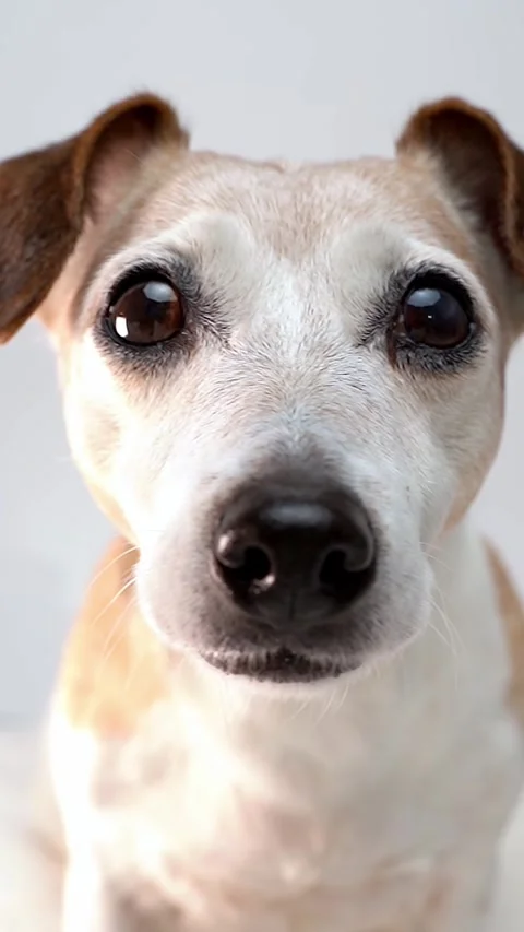 Close up dog face looking at camera. Vídeo Stock 287724375