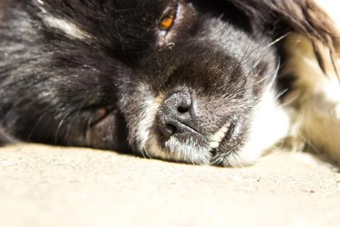 Close-up dog face Stock Photos