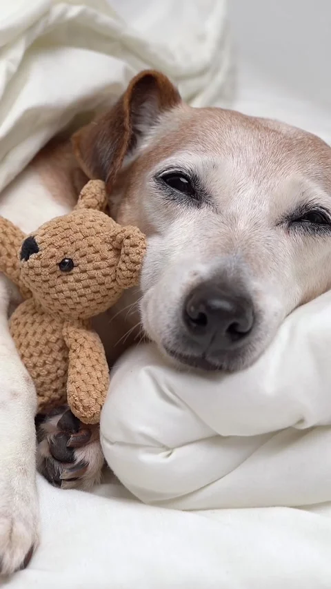 Close up dog face sleeping bed Vídeo Stock 280483607