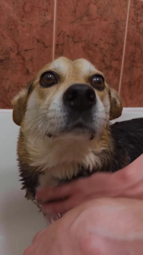 Close up of dog face while being washed in bathtub. Video stock 337561592