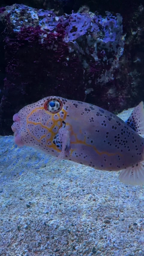 Close-up of a dog-faced pufferfish on sandy bottom Stock Footage 320336163
