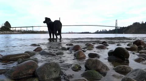 Close Dog &amp; Far Bridge Stock Footage 51808526