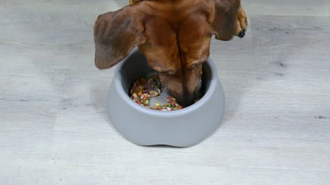 Close up dog feeding on fresh raw meat and vegetables Natural dog food Stock Footage 322552013