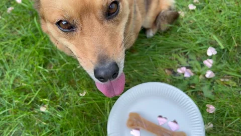Close up Dog in a festive star hat sits calmly on green grass during birthday. Stock Footage 341774817