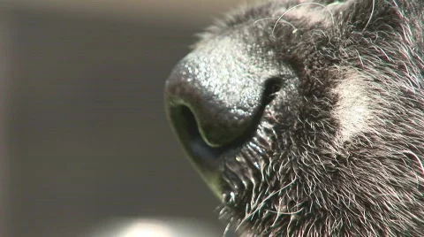 Close up of dog Stock Footage 380238