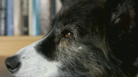 Close-up of a dog Stock Footage 621336