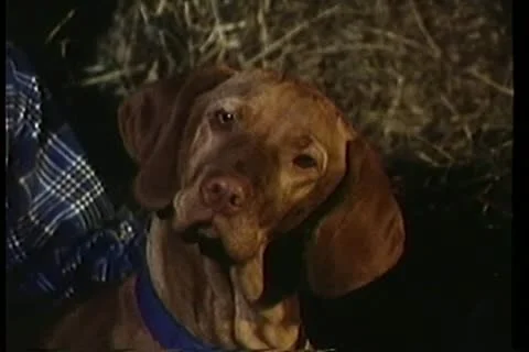 Close-up of dog Video stock 11353771