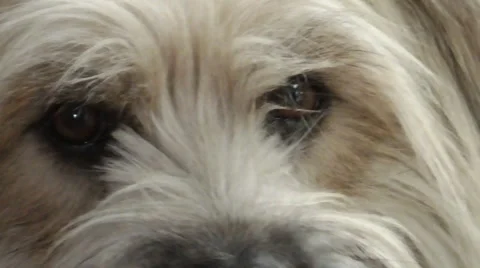 Close-up of a dog Stock-Footage 49997280