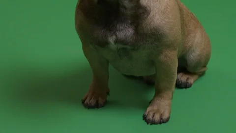 Close up of a dog Stock Footage 103035752