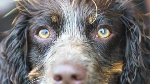 A close up of a dog Video stock 155355052