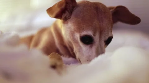 A close up of a dog Stock Footage 155356327