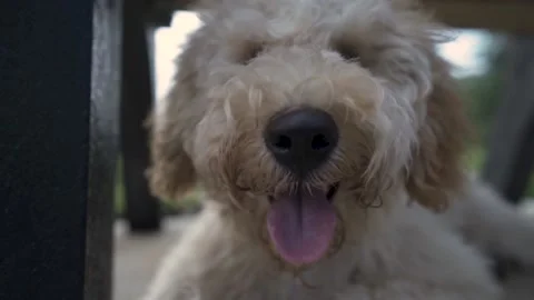 A close up of a dog Stock Footage 155356794