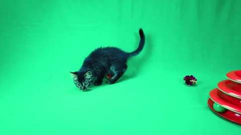 A close up of a dog Video stock 155394061