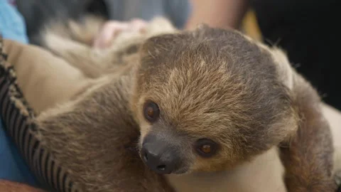 A close up of a dog Stock Footage 155397866