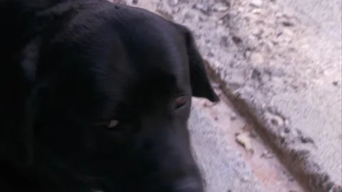 A close up of a dog Stock Footage 155398232