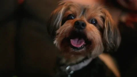 A close up of a dog Video stock 155398713