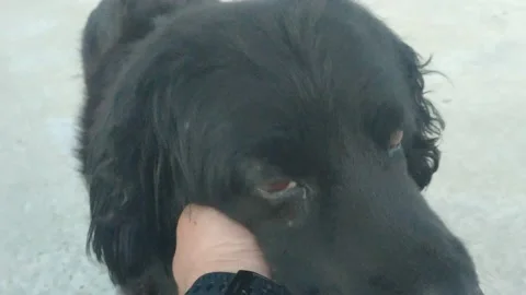 Close - up of the dog Stock Footage 155691830