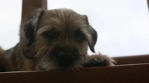 Close-up dog Stock Footage 239161050