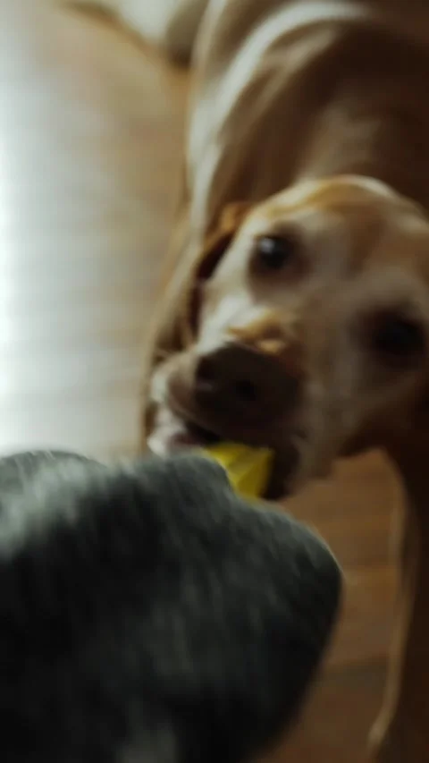 Close-Up of Dog Holding Toy 스톡 동영상 320803429