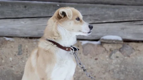 Close-up of a dog with irregular teeth Stock Footage 101371608