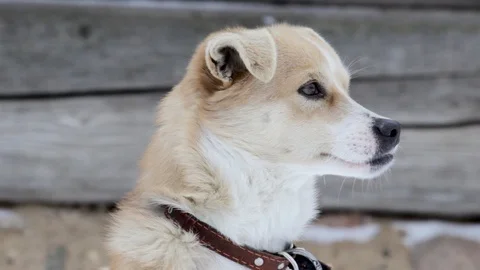 Close-up of a dog with irregular teeth Stock Footage 101371613