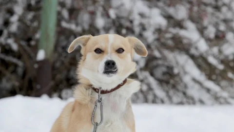 Close-up of a dog with irregular teeth Stock Footage 101371676