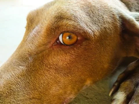 Close up of a dog looking at the camera with big orange eyes Fotos de archivo