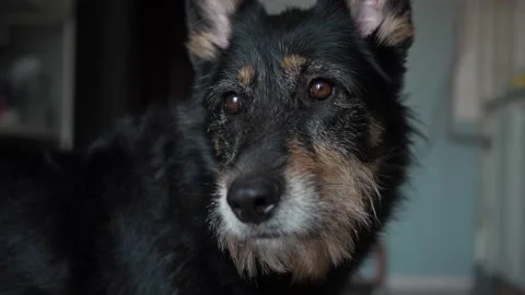 A close up of a dog looking at the camera Stock Footage 157774804